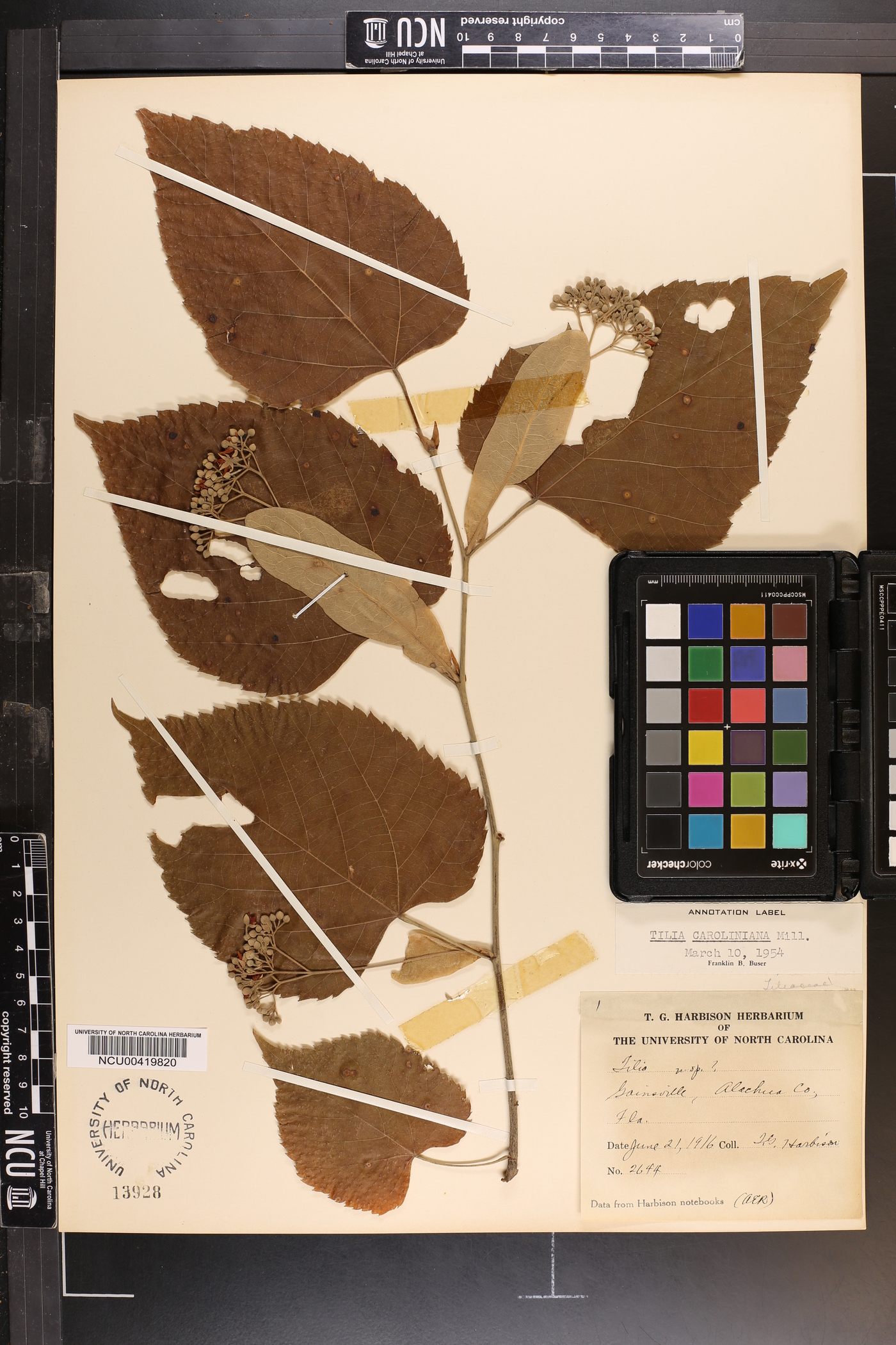 Tilia americana var. caroliniana image
