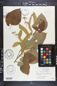 Tilia americana var. caroliniana image