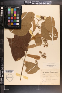 Tilia americana var. caroliniana image