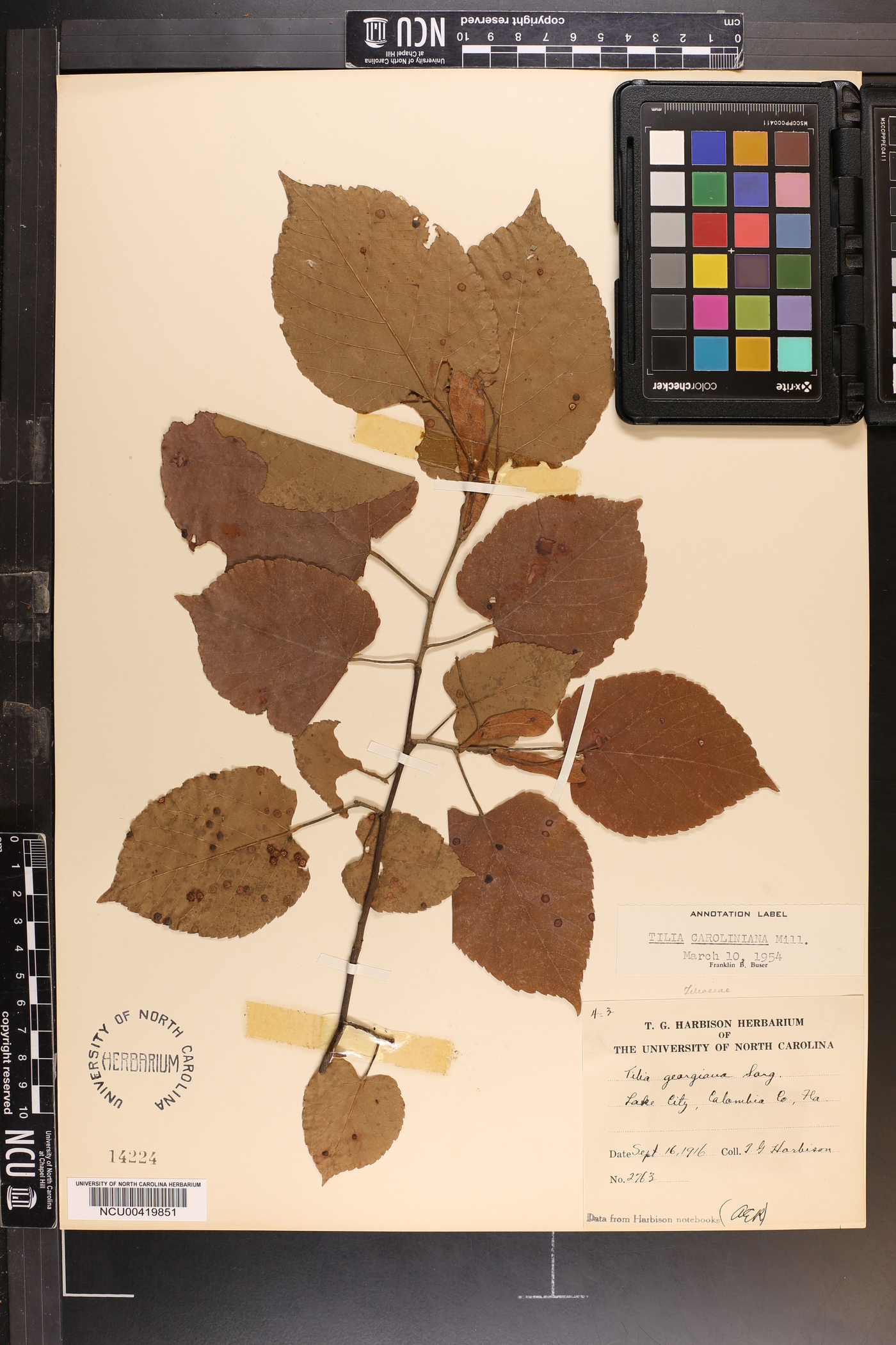 Tilia americana var. caroliniana image
