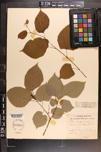 Tilia americana var. caroliniana image