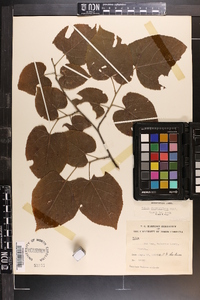 Tilia americana var. caroliniana image