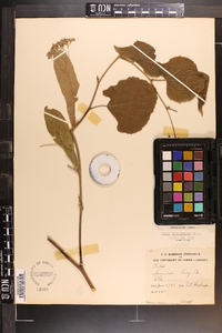 Tilia americana var. caroliniana image