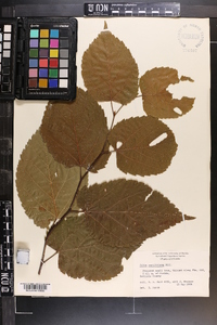 Tilia americana var. caroliniana image