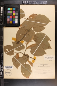 Tilia americana var. caroliniana image