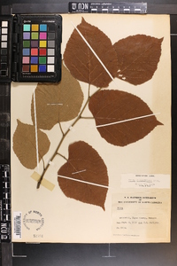 Tilia americana var. caroliniana image