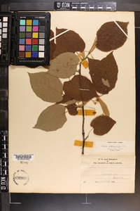 Tilia americana var. caroliniana image