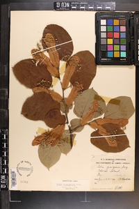 Tilia americana var. caroliniana image