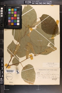 Tilia americana var. caroliniana image