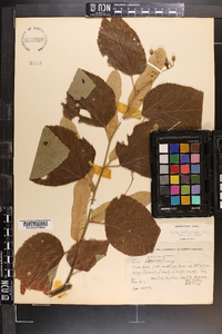 Tilia americana var. caroliniana image