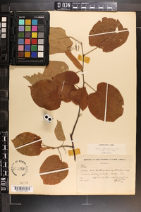 Tilia americana var. caroliniana image