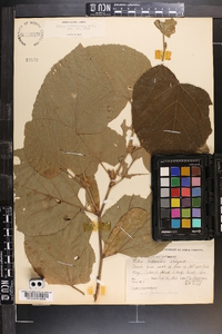 Tilia americana var. caroliniana image