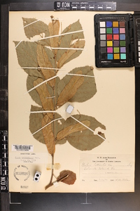 Tilia americana var. caroliniana image