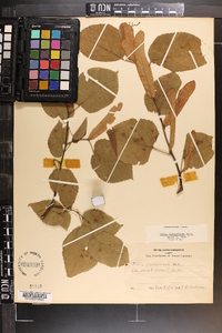 Tilia americana var. caroliniana image