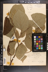 Tilia americana var. caroliniana image