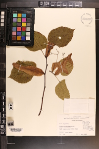 Tilia americana var. caroliniana image