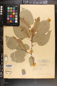 Tilia americana var. caroliniana image