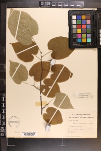 Tilia americana var. caroliniana image