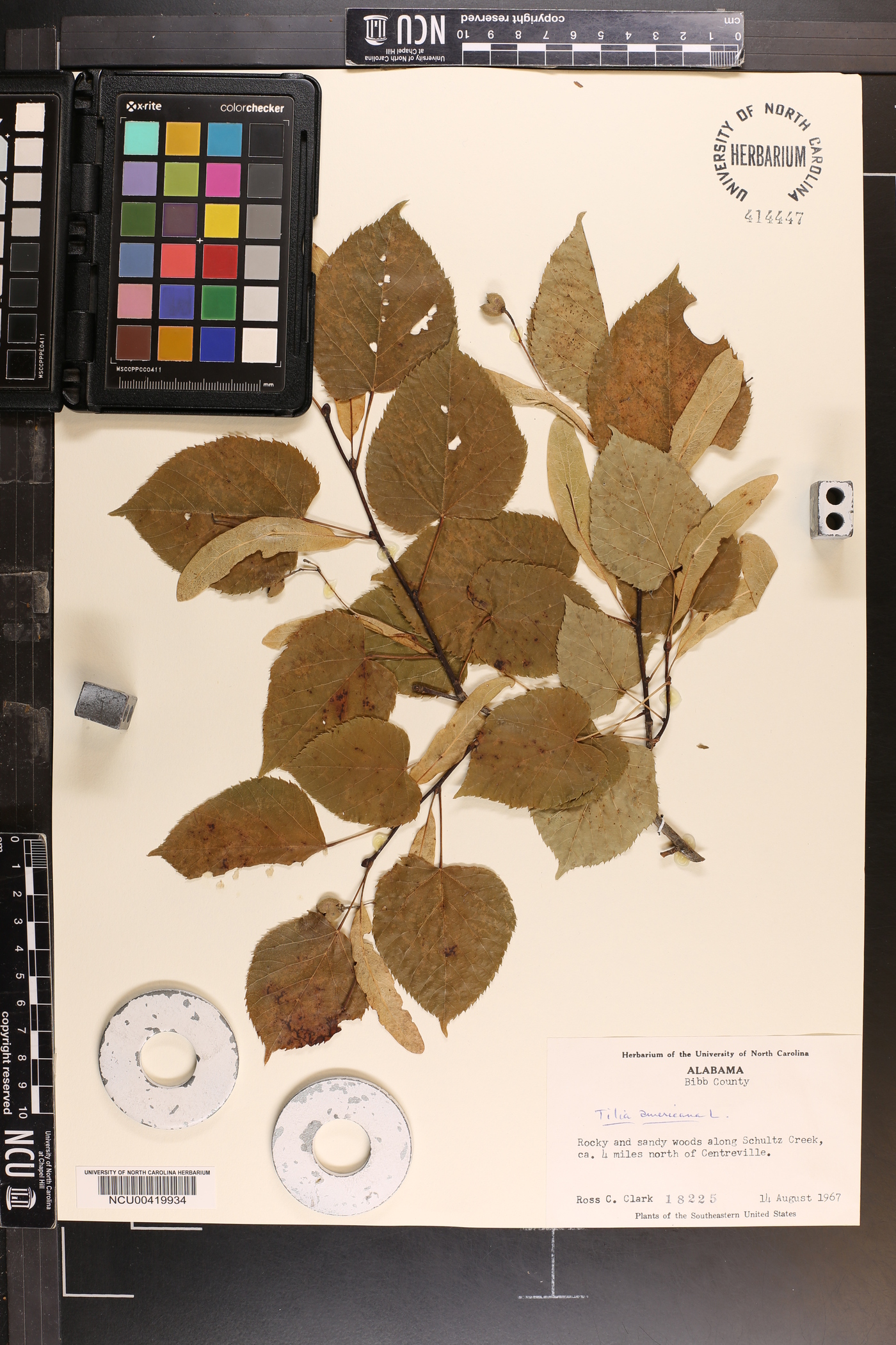 Tilia americana var. caroliniana image