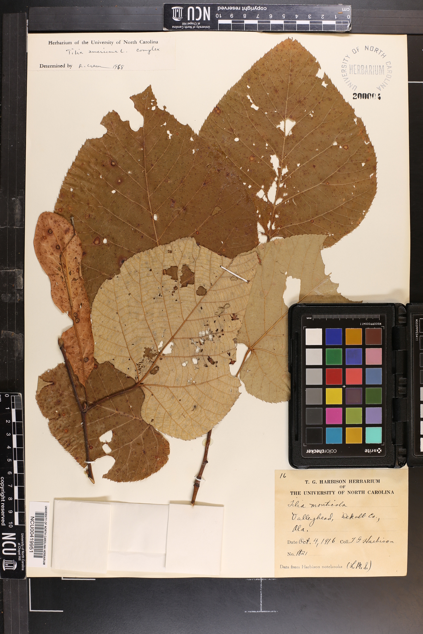 Tilia americana var. caroliniana image
