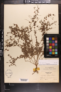 Lespedeza repens image