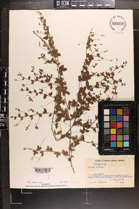 Lespedeza repens image