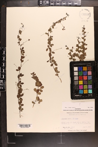 Lespedeza repens image