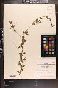 Lespedeza repens image