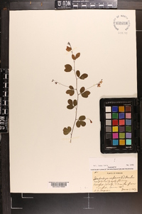 Lespedeza repens image