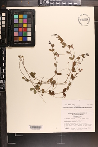 Lespedeza repens image