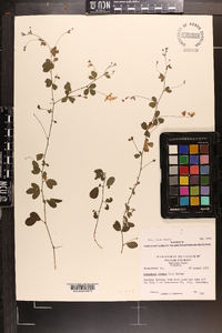 Lespedeza repens image