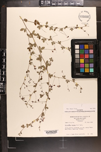 Lespedeza repens image