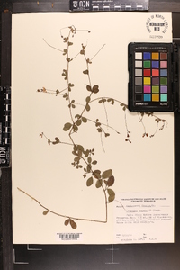 Lespedeza repens image