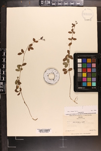 Lespedeza repens image