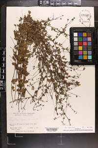 Lespedeza repens image