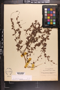 Lespedeza repens image