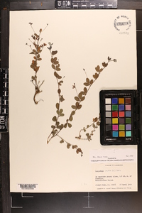 Lespedeza repens image