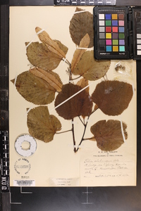 Tilia americana var. caroliniana image