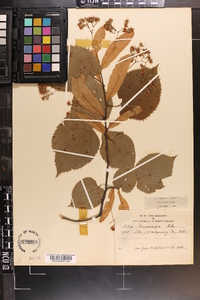 Tilia americana var. caroliniana image