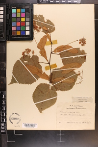 Tilia americana var. caroliniana image