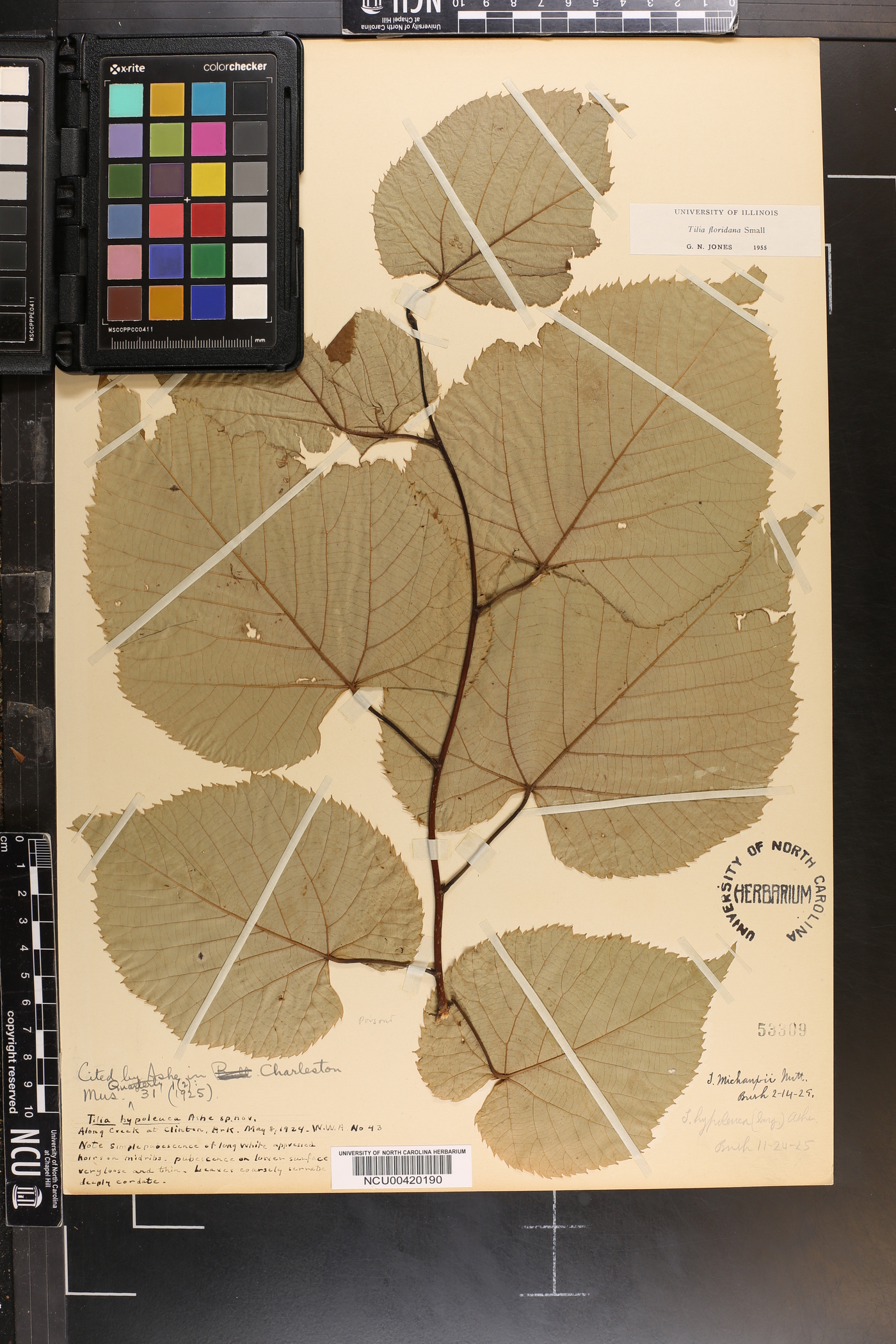 Tilia americana var. caroliniana image