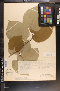 Tilia americana var. caroliniana image