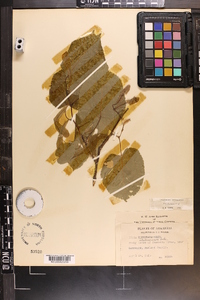 Tilia americana var. caroliniana image