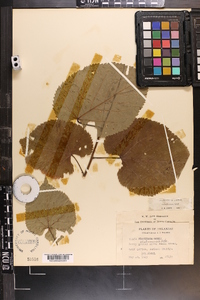 Tilia americana var. caroliniana image