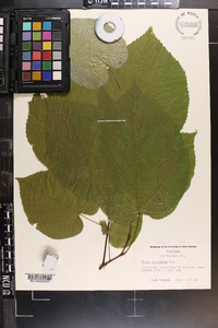 Tilia americana var. caroliniana image