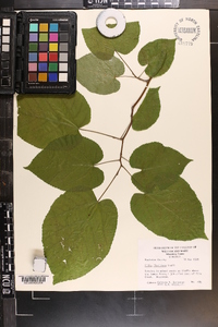 Tilia americana var. caroliniana image