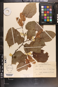 Tilia americana var. caroliniana image