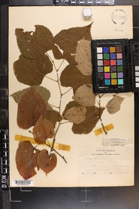 Tilia americana var. caroliniana image