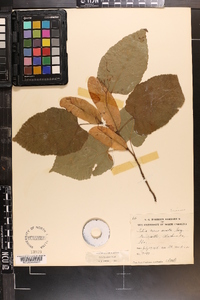 Tilia americana var. caroliniana image