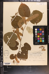 Tilia americana var. caroliniana image